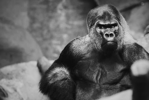 Zoo «Tropic World», reviews and photos, 3300 Golf Rd, Brookfield, IL 60513, USA