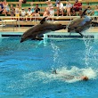 Aksu Dolphinarium / Kundu Antalya