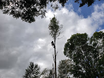 A&B Tree Service LLC - Photo 4 - Car repair in , Appleton