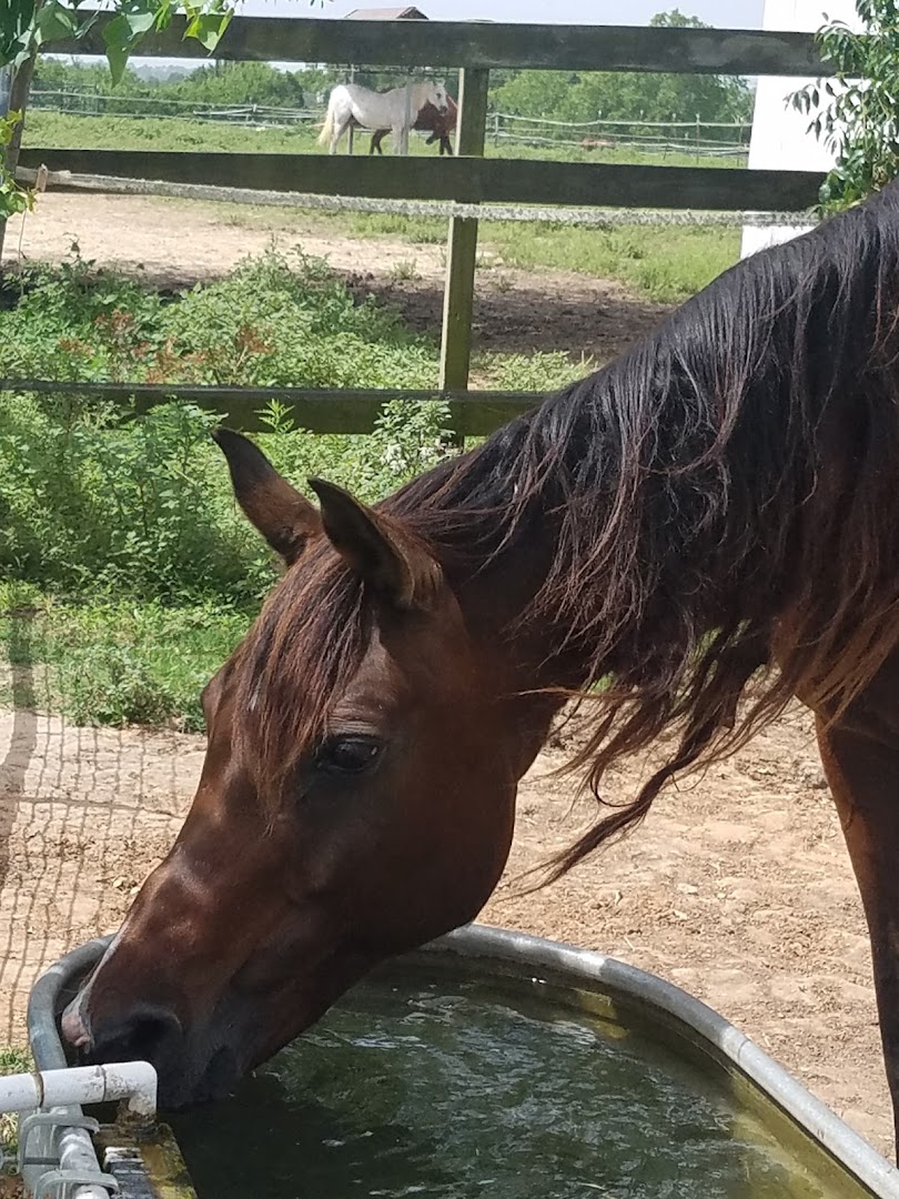 Spirit Acres Horse Rescue