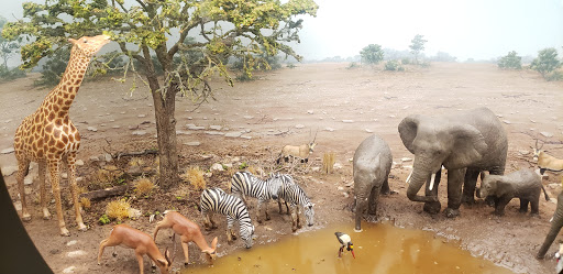 Gift Shop «Smithsonian Museum of Natural History Gift Shops», reviews and photos, 10th St NW & Constitution Avenue Northwest, Washington, DC 20004, USA