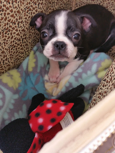 Pet Supply Store «Petco Animal Supplies», reviews and photos, 2849 Taylor Rd SW, Reynoldsburg, OH 43068, USA