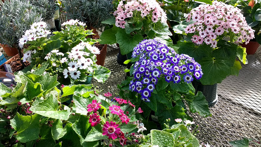 Florist «Nunan Florist & Greenhouses», reviews and photos, 269 Central St, Georgetown, MA 01833, USA