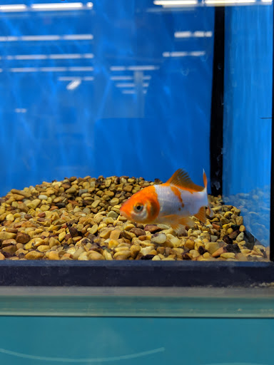 Tropical fish store Lowell