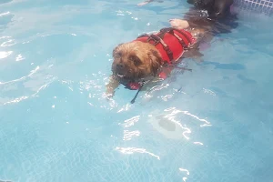 K9 Spa Hydrotherapy Centre image