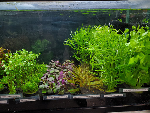 Pet Store «Pet Town», reviews and photos, 7804 Florence Ave, Downey, CA 90240, USA