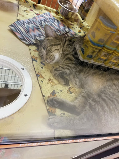 Pet Supply Store «PetSmart», reviews and photos, 10401 US-441, Leesburg, FL 34788, USA