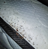 California Bed Bug Exterminators - Photo 4 - Car repair in Sacramento, CA, Sacramento