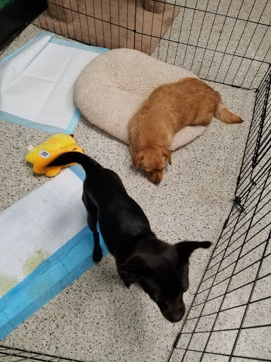 Pet Supply Store «Petco Animal Supplies», reviews and photos, 2000 NE Burnside Rd, Gresham, OR 97030, USA