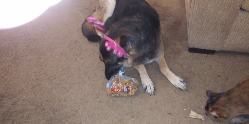 Pet Supply Store «Petco Animal Supplies», reviews and photos, 35860 Chester Rd, Avon, OH 44011, USA