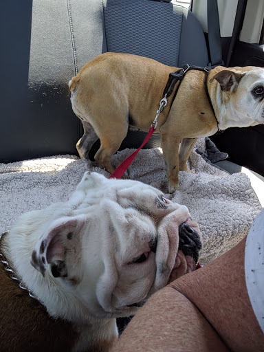 Pet Supply Store «Pet Supplies Plus», reviews and photos, 1810 Declaration Dr, Independence, KY 41051, USA