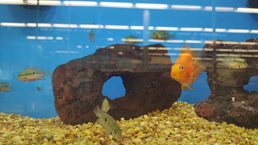 Pet Supply Store «Petco Animal Supplies», reviews and photos, 1680 Campbell Ln, Bowling Green, KY 42104, USA