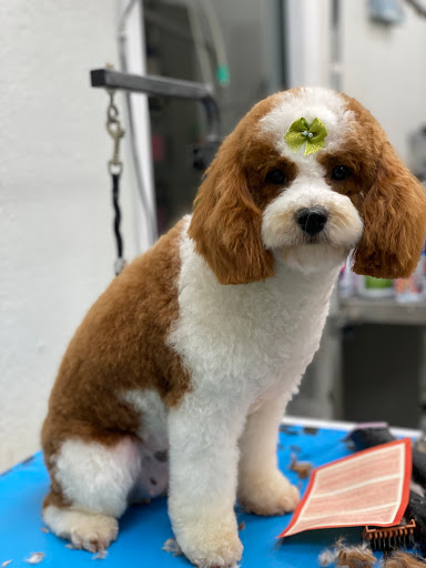 Pet Store «La Bone Pet Spa», reviews and photos, 8739 Stirling Rd, Cooper City, FL 33328, USA