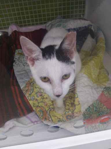 Pet Supply Store «Petco Animal Supplies», reviews and photos, 6720 Fox Centre Pkwy, Gloucester Courthouse, VA 23061, USA