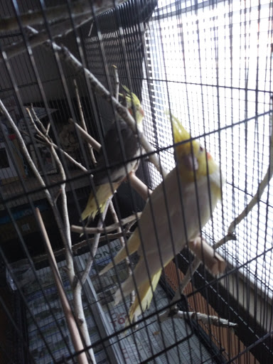 Pet Supply Store «Torres Feed & Pet Supply», reviews and photos, 2656 S Union Ave, Bakersfield, CA 93307, USA