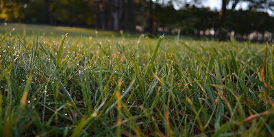 Davison Roadside Park