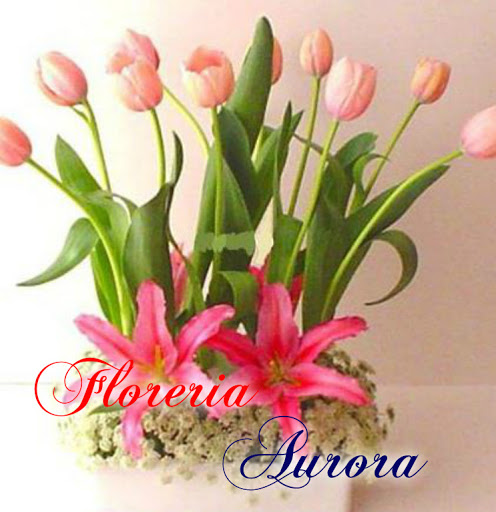 Floreria Aurora Gdl Centro