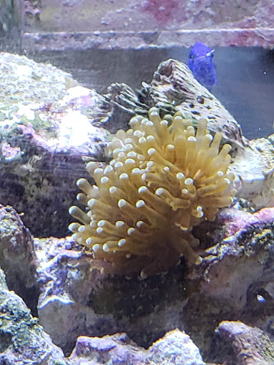 Aquarium «Coral Sea Aquariums», reviews and photos, 1373 N Military Trl, West Palm Beach, FL 33409, USA