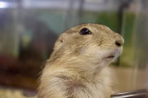 Pet Store «Animal Ark», reviews and photos, 2730 Brookdale Dr, Kingwood, TX 77339, USA