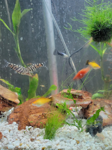 Pet Supply Store «Petco Animal Supplies», reviews and photos, 6425 Keizer Station Blvd, Keizer, OR 97303, USA