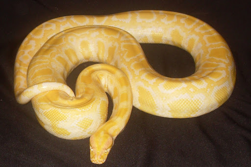 Reptile Store «Paramount Pet Entertainment - Reptile Parties & more!», reviews and photos, 8055 Rosecrans Ave #107, Paramount, CA 90723, USA