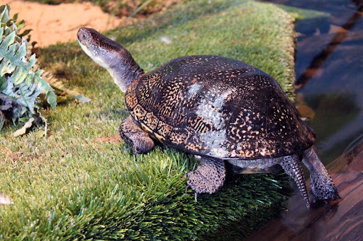 Aquarium «Great Lakes Aquarium», reviews and photos, 353 Harbor Dr, Duluth, MN 55802, USA