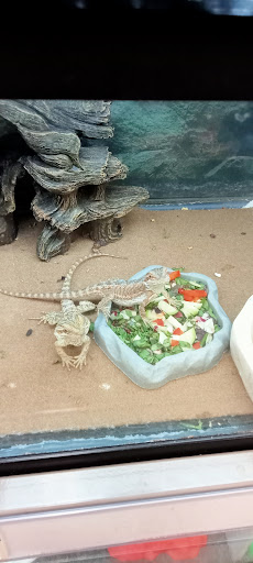 Pet Supply Store «Petco Animal Supplies», reviews and photos, 474 228th Ave NE, Sammamish, WA 98074, USA