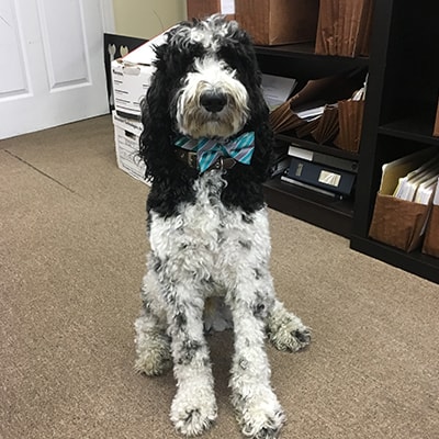 Estate Planning Attorney «Klenk Law Over 20 years; Wills, Trusts & Estates!», reviews and photos