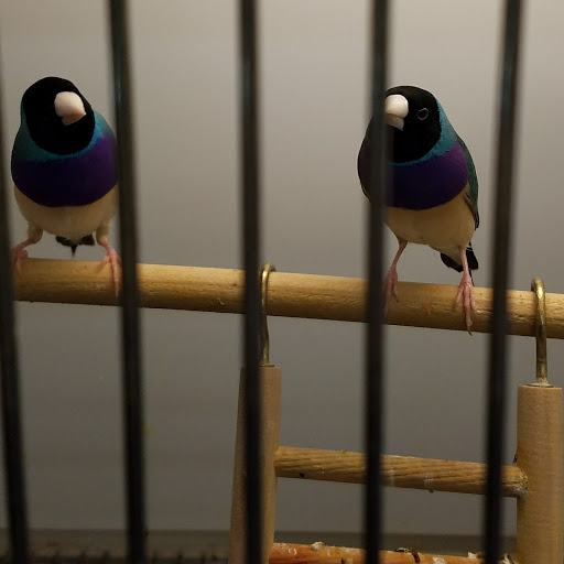 Pet Supply Store «Pet Supplies Plus», reviews and photos, 1240 Seminole Trail, Charlottesville, VA 22901, USA