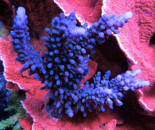 Aquarium «VIP Reef Aquarium», reviews and photos, 16300 SW 137th Ave #121, Miami, FL 33177, USA