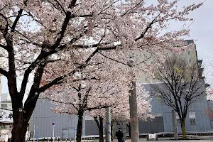 Someiyoshino Sakura Memorial Park image