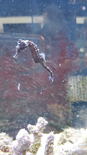 Tropical Fish Store «South Seas Aquatics Inc.», reviews and photos, 5440 Babcock Rd A133, San Antonio, TX 78240, USA