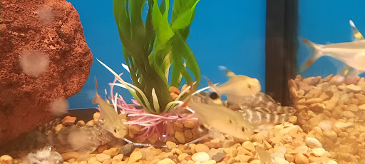 Pet Supply Store «Petco Animal Supplies», reviews and photos, 6181 Old Dobbin Ln #800, Columbia, MD 21045, USA