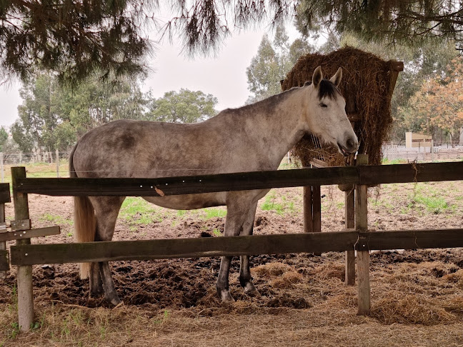 Comentários e avaliações sobre o Reserva Natural do Cavalo do Sorraia