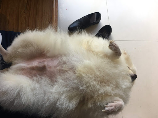 Top 20 cửa hàng kim yến Quận Ba Đình Hà Nội 2022