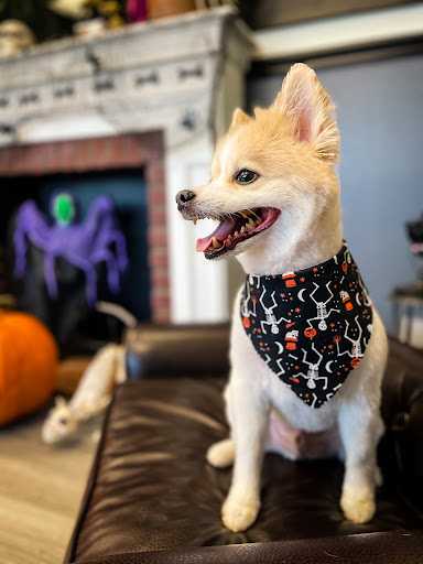 Fine Whine's & Lickers Dog Bar and Spa