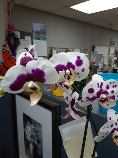 Florist «Skyway Creations», reviews and photos, 1407 S 8th St, Colorado Springs, CO 80905, USA