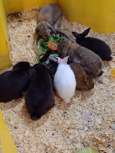 Pet Store «Exotic Tropical Petworld LLC.», reviews and photos, 1716 W Hackberry Ave, McAllen, TX 78501, USA