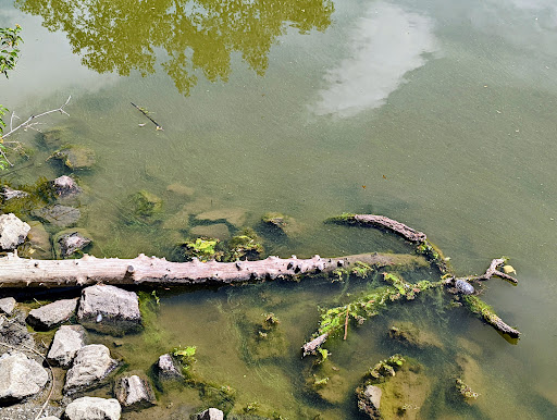 Park «Belmar Park», reviews and photos, 801 S Wadsworth Blvd, Lakewood, CO 80226, USA