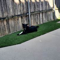 The Rockwall Dog Walker - Photo 9 - Car repair in Heath, TX, Garland