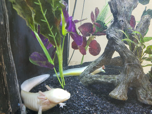 Science Academy «The Living Arts & Science Center», reviews and photos, 362 N Martin Luther King Blvd, Lexington, KY 40508, USA