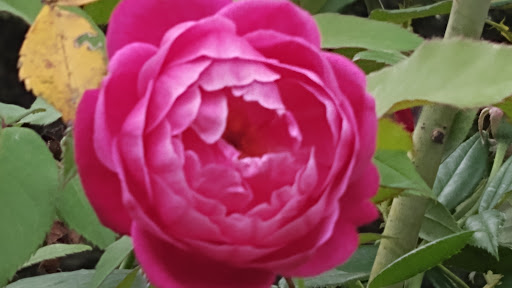 Art Museum «Booth Western Art Museum», reviews and photos, 501 N Museum Dr, Cartersville, GA 30120, USA