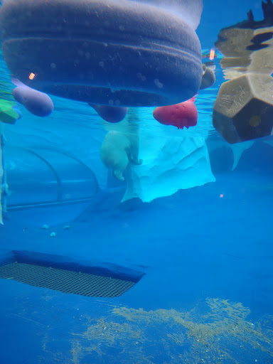 Zoo «Arctic Ring of Life», reviews and photos, 8450 W 10 Mile Rd, Royal Oak, MI 48067, USA