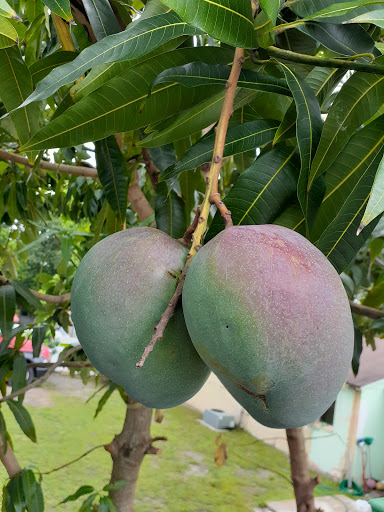 Building Materials Store «Wingate Supply», reviews and photos, 3701 W Lambright St, Tampa, FL 33614, USA