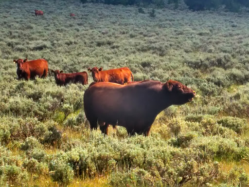 National Forest «Bighorn National Forest», reviews and photos