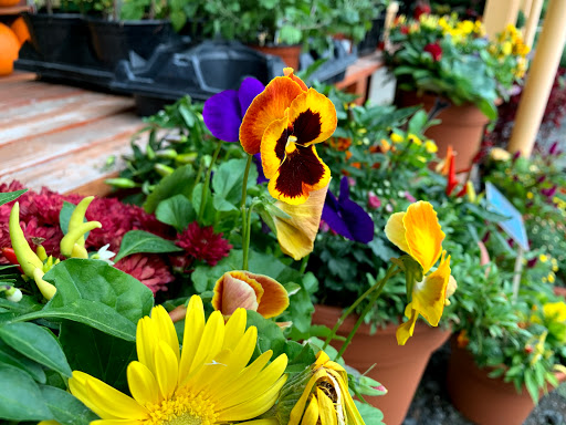 Produce Market «Dzen Garden Market», reviews and photos, 187 Windsorville Rd, Ellington, CT 06029, USA