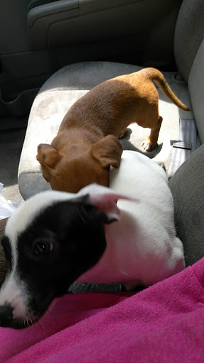 Animal Hospital «Animal Medical Corpus Christi», reviews and photos, 6822 Everhart Rd, Corpus Christi, TX 78413, USA