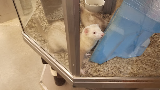 Pet Supply Store «Petco Animal Supplies», reviews and photos, 839 New York Ave, Huntington, NY 11743, USA