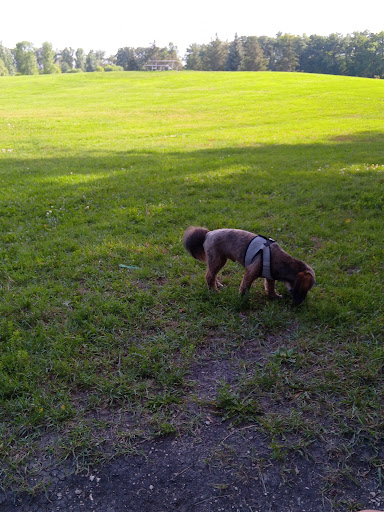 Kings Park Off-leash dog park Winnipeg