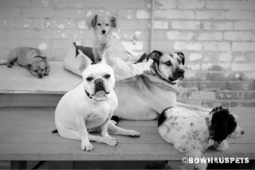 Dog Day Care Center «The Bowhaus Pet Company», reviews and photos, 2472 E Colorado Blvd, Pasadena, CA 91107, USA